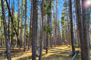 timber land for sale montana Sundance Ranch on La Marche Creek