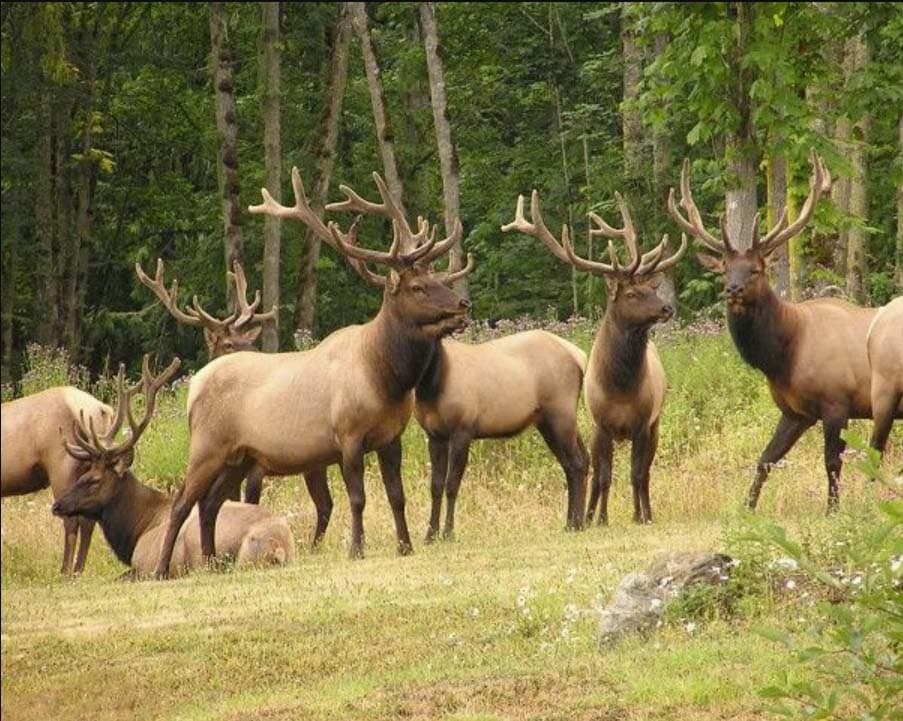 elk herd washington bell hill