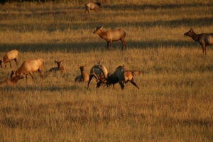 elk western montana beaverhead valleys 2w ranch