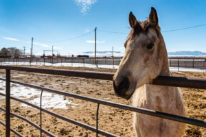 equestrian property for sale montana beaverhead valley's 2w ranch