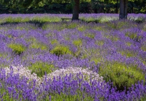 lavendar washington bell hill