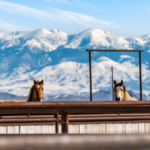 montana equestrian property for sale beaverhead valley's 2w ranch