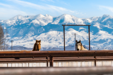 montana equestrian property for sale beaverhead valley's 2w ranch