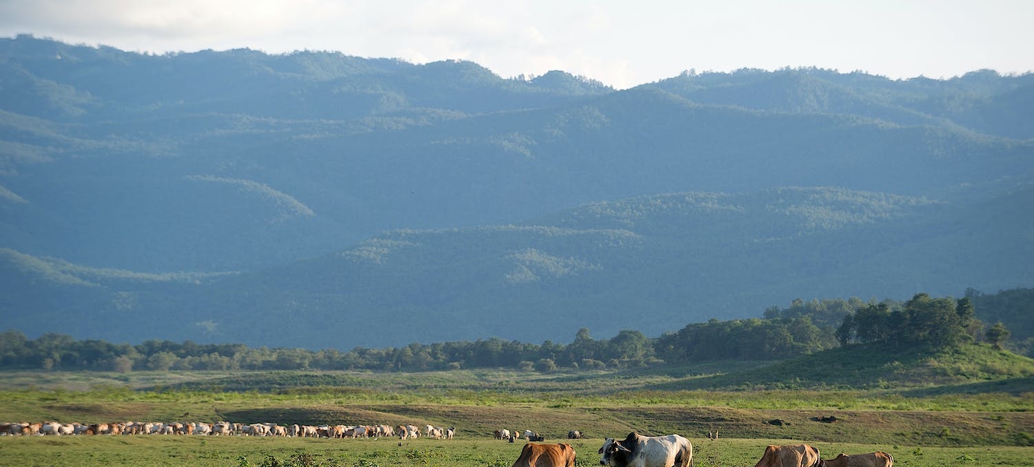 regenerative-grazing-101-featured image cows grazing