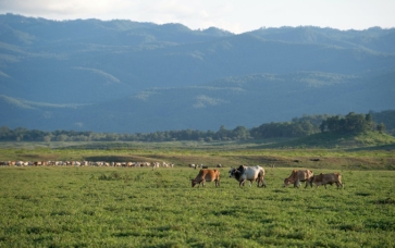 regenerative-grazing-101-featured image cows grazing