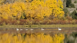 swans closeup lake montana smith lake overlook