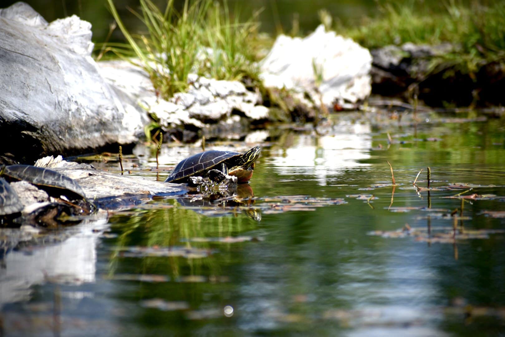 turtle sunning montana smith lake overlook
