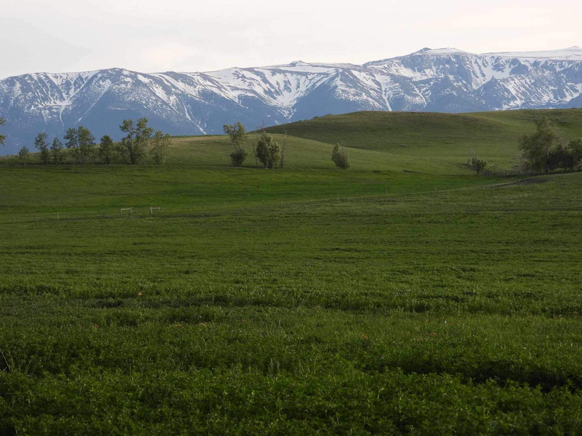 alfalfa mountains montana beartooth overlook