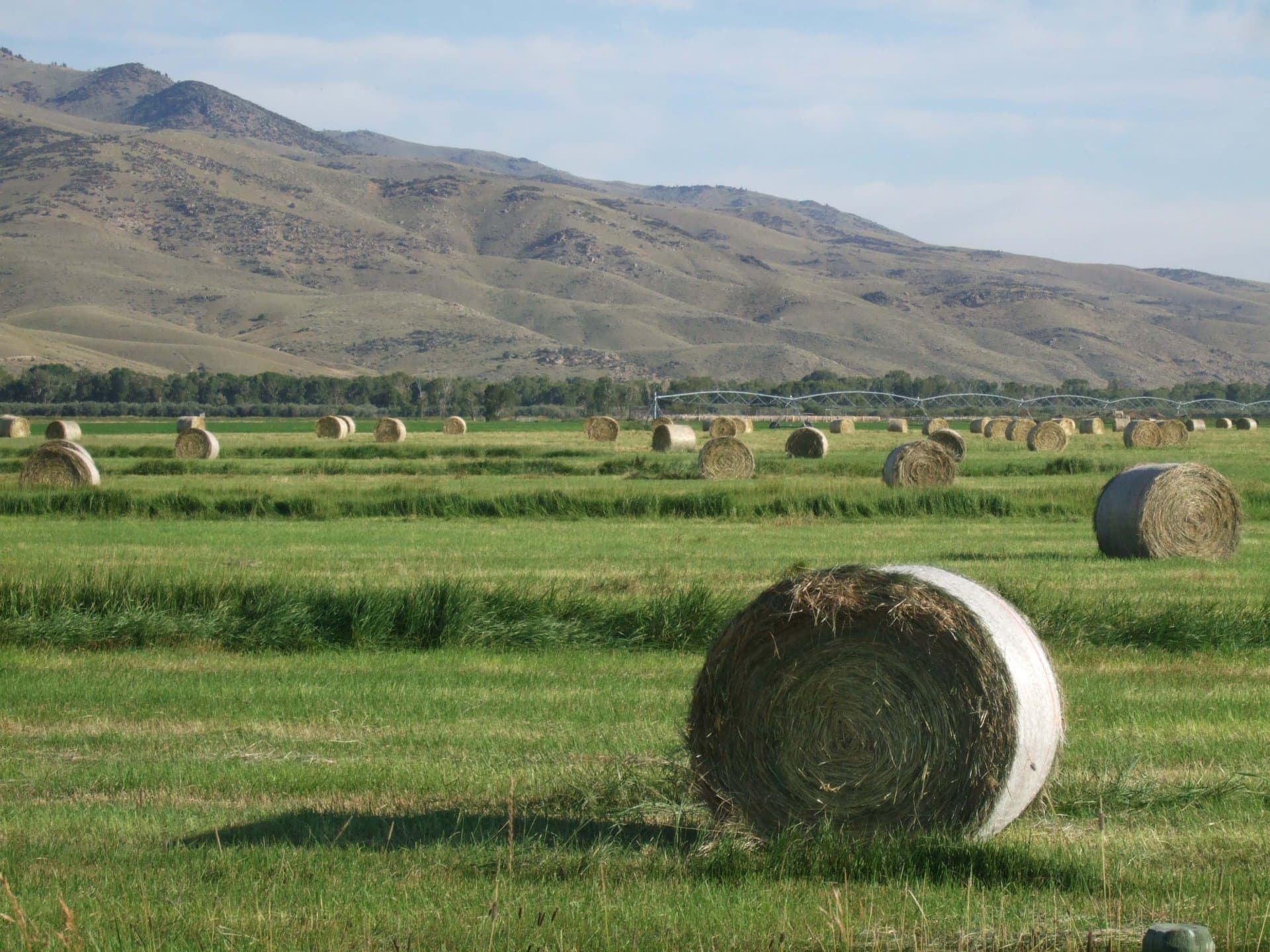 bales of hay montana clovercrest ranch on the jefferson
