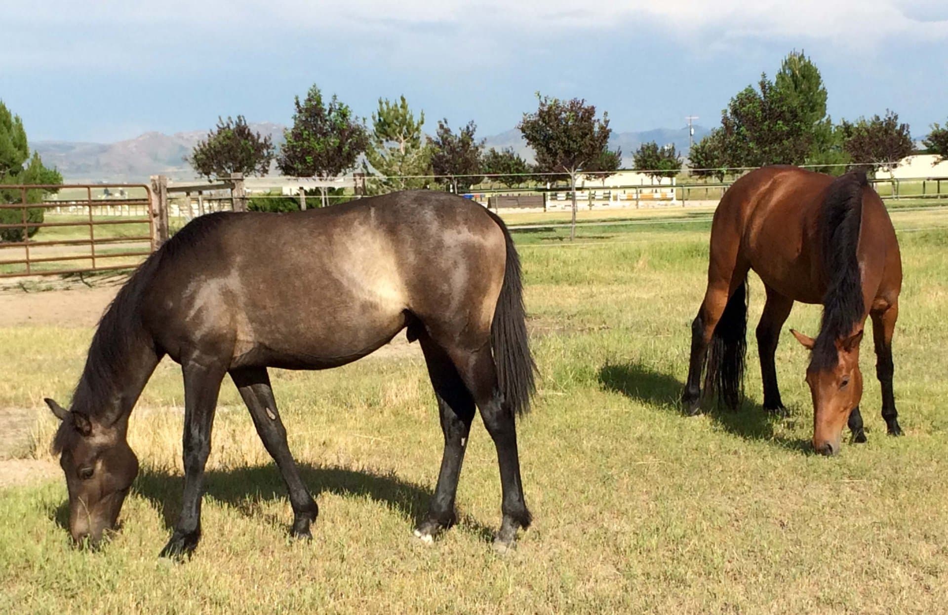 bay horse idaho knox farm equine center