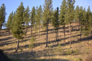 big game hunting property oregon kuman creek hideaway