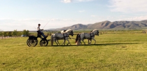 carriage idaho knox farm equine center