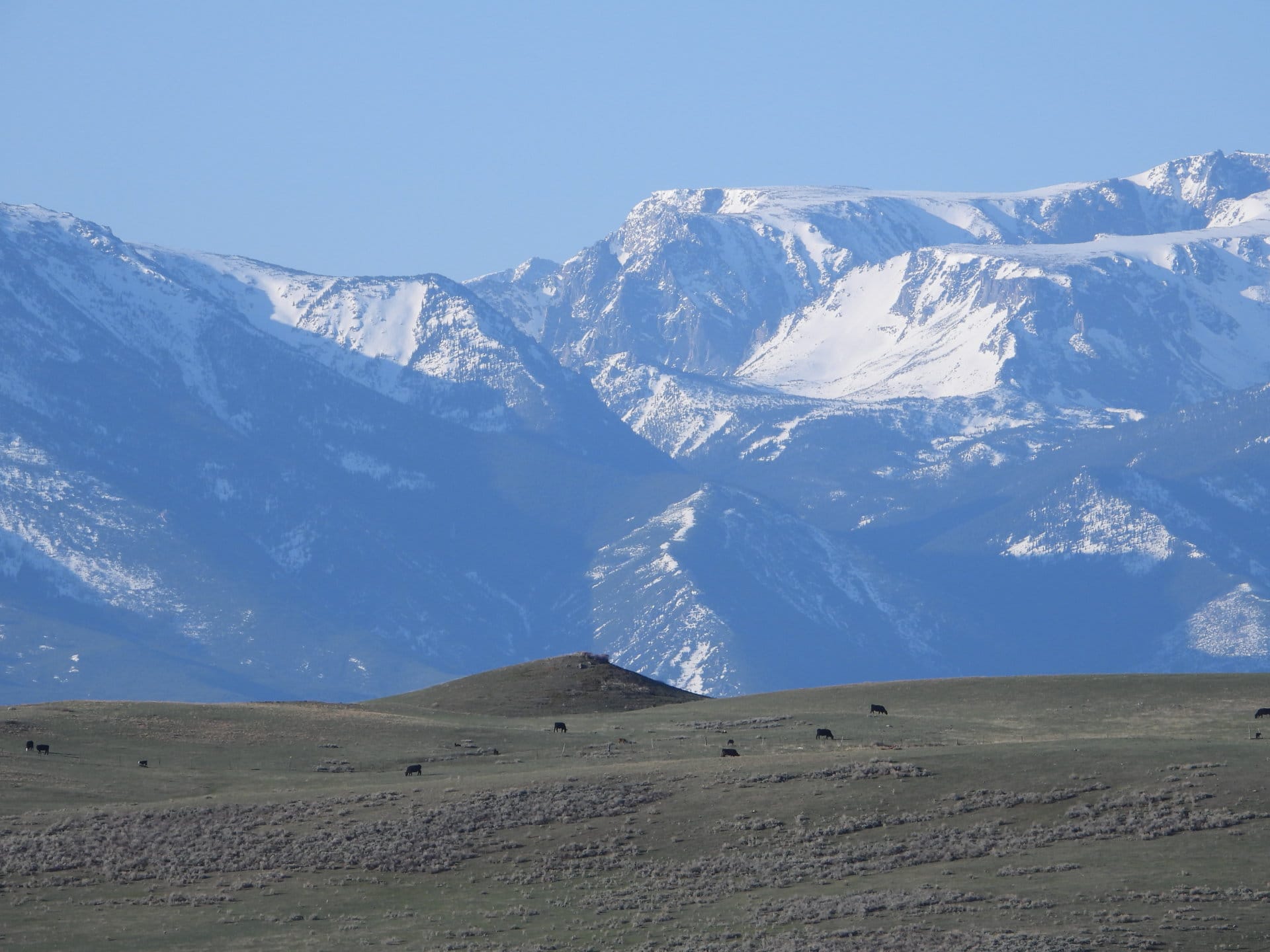 cattle mountains montana beartooth overlook