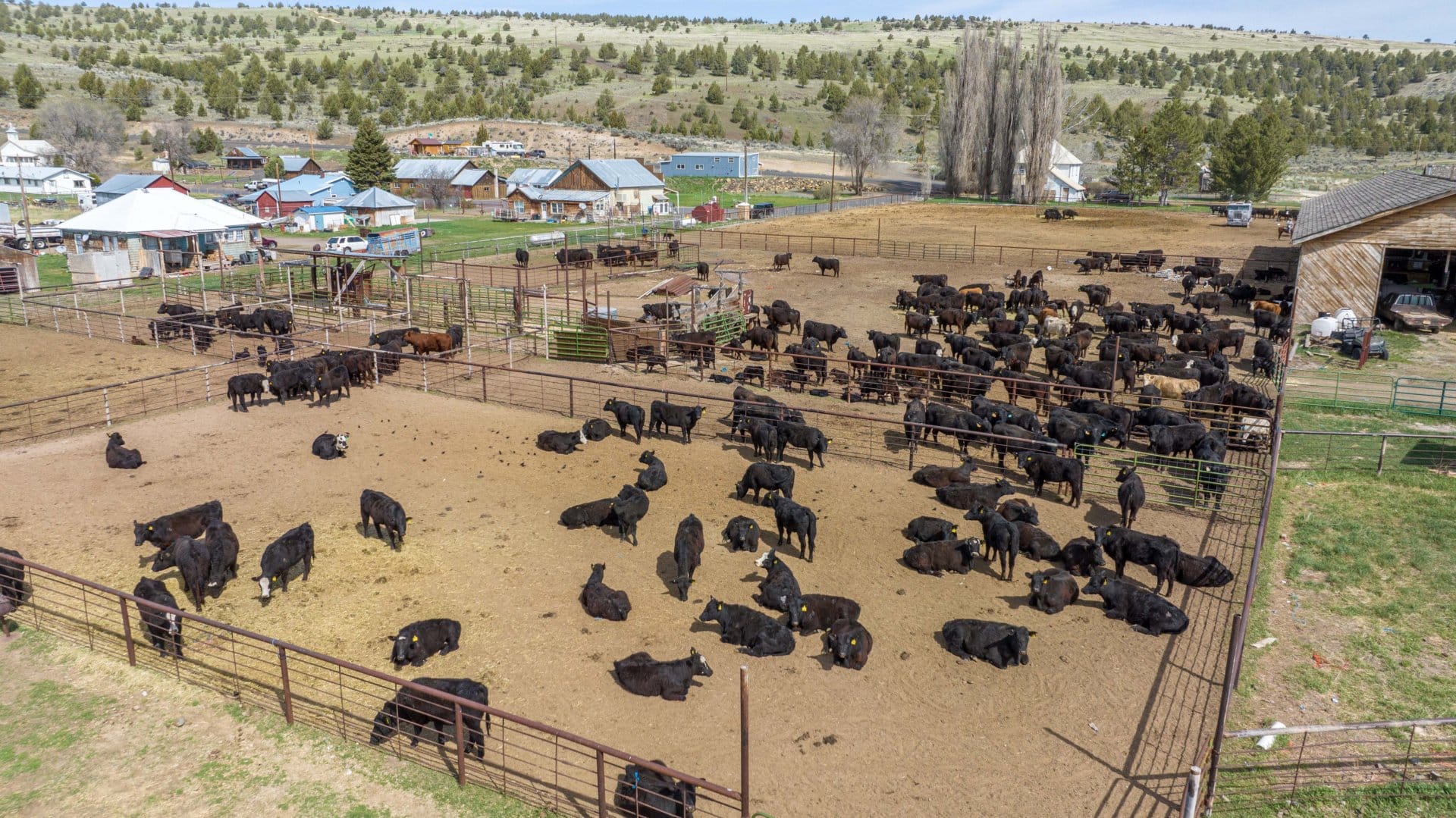 cattle ranch oregon giorgi ranch