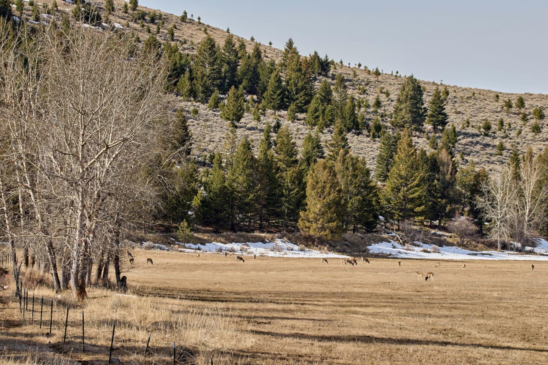 deer foothills montana eder meadows ranch