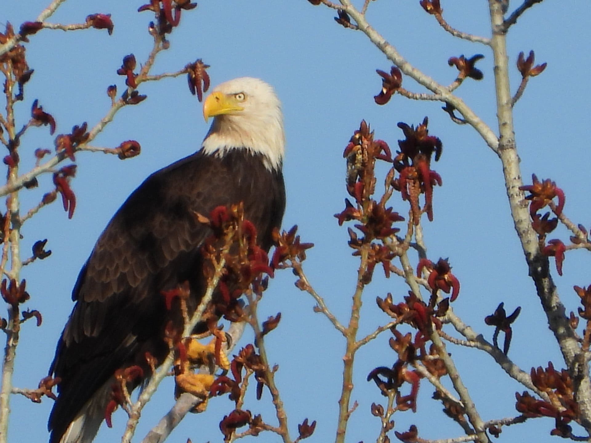 eagle in tree montana beartooth overlook