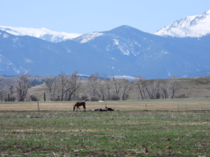 fence horse ridgeling montana beartooth overlook