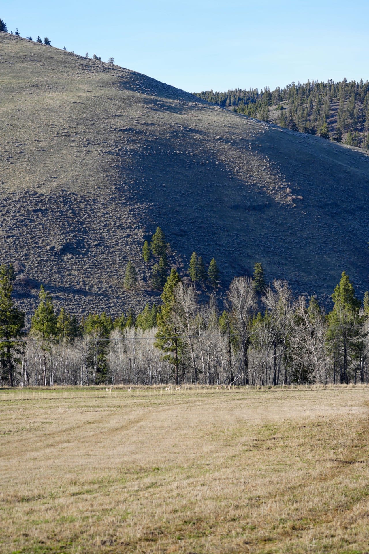 fields and hillsides montana eder meadows ranch