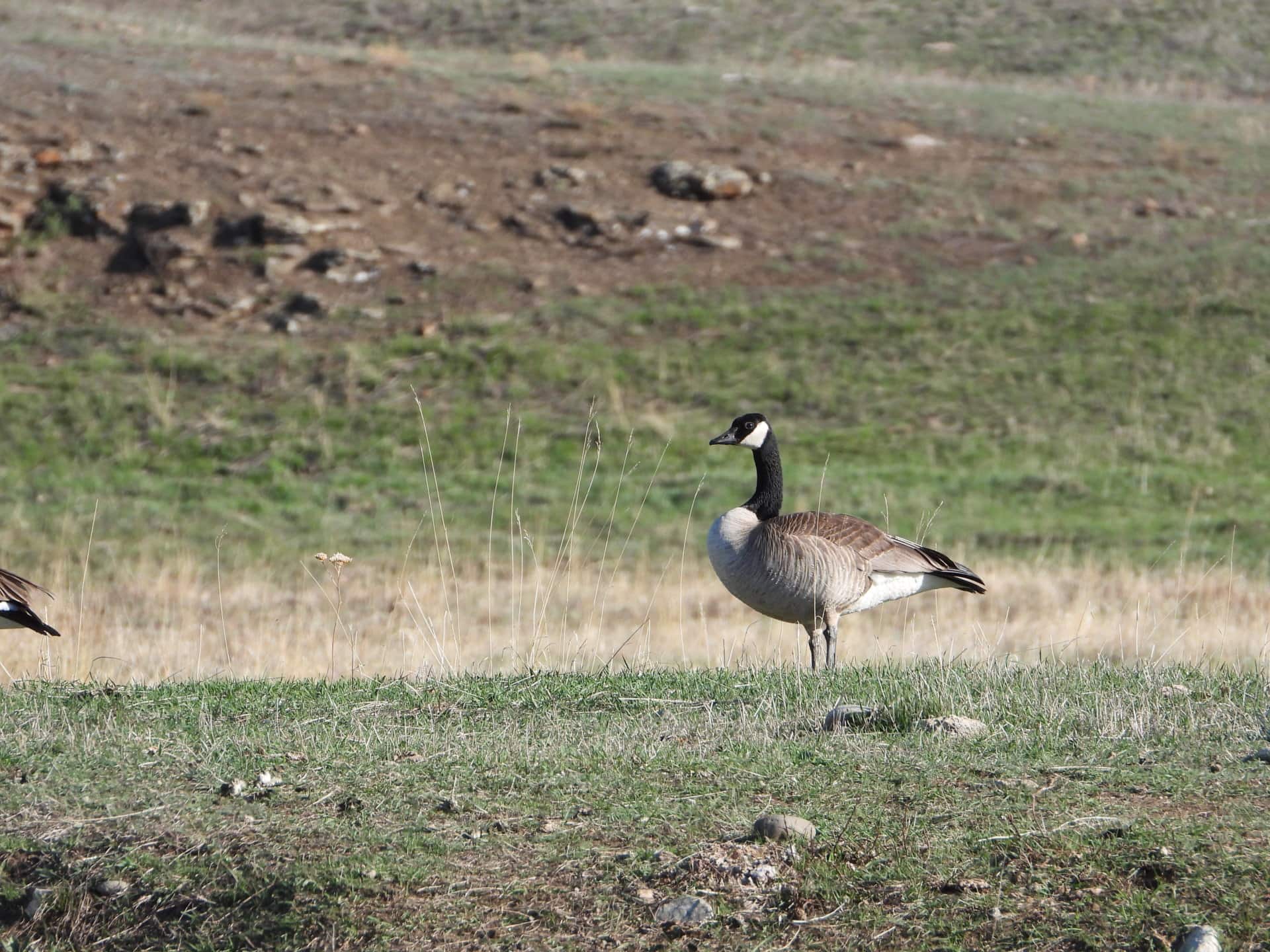 goose montana beartooth overlook