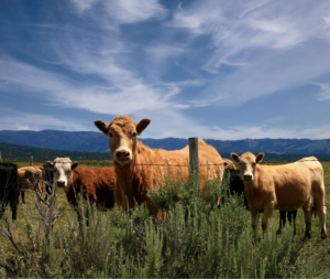 grasslands-crp-program-featured image with cows