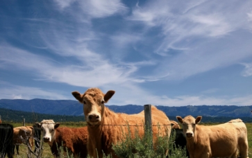 grasslands-crp-program-featured image with cows