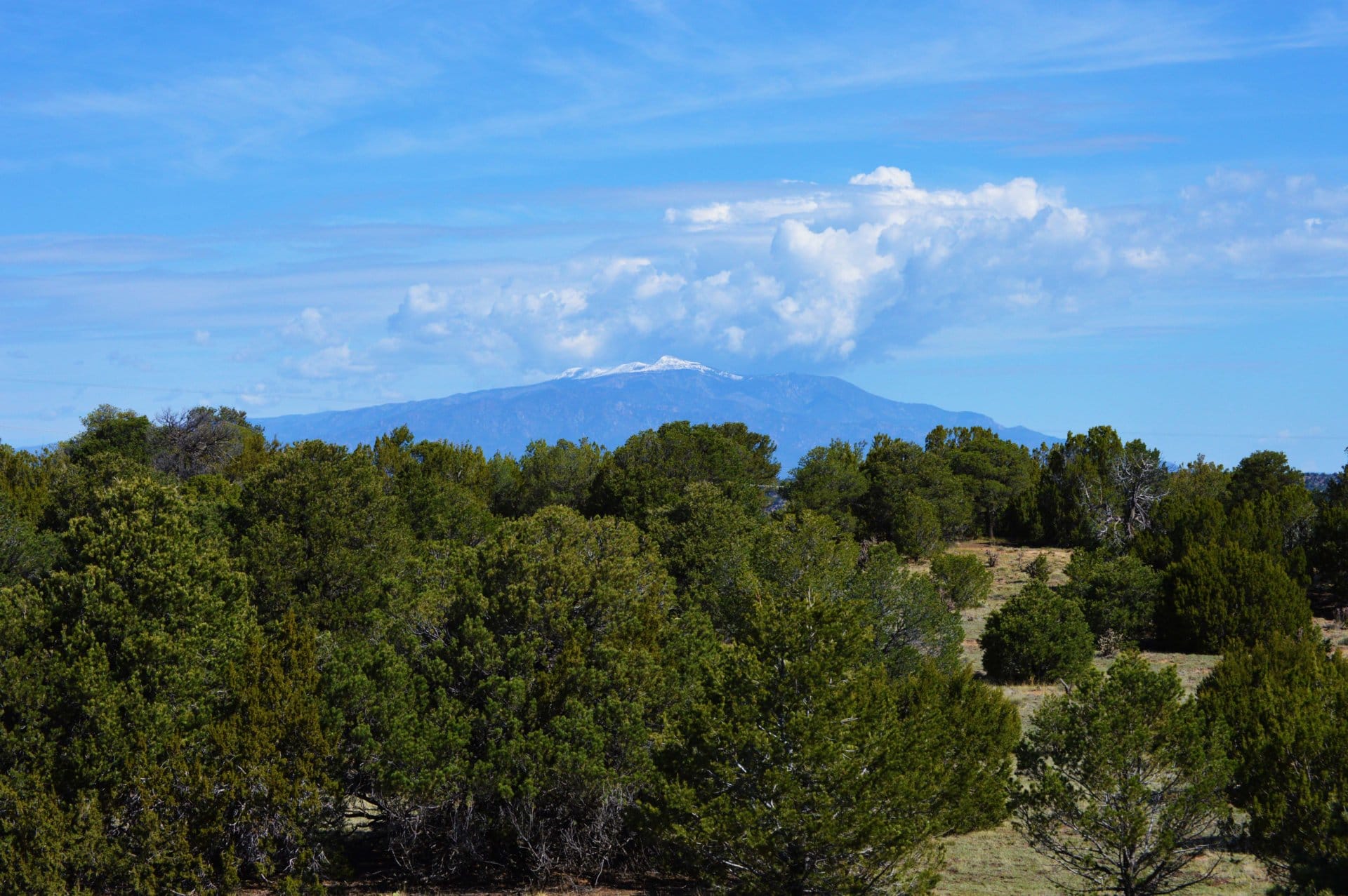 greenhorn mountain view colorado wild mustang ranch