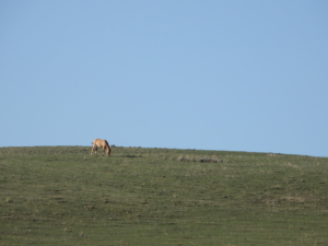 horse in field montana beartooth overlook