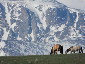 horses field mountain montana beartooth overlook