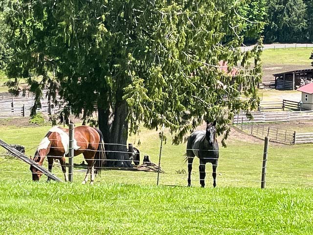 horses washington toutle river ranch