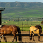 idaho equestrian property for sale knox farm equine center