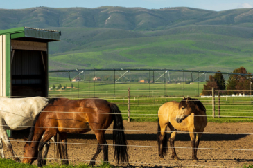 idaho equestrian property for sale knox farm equine center