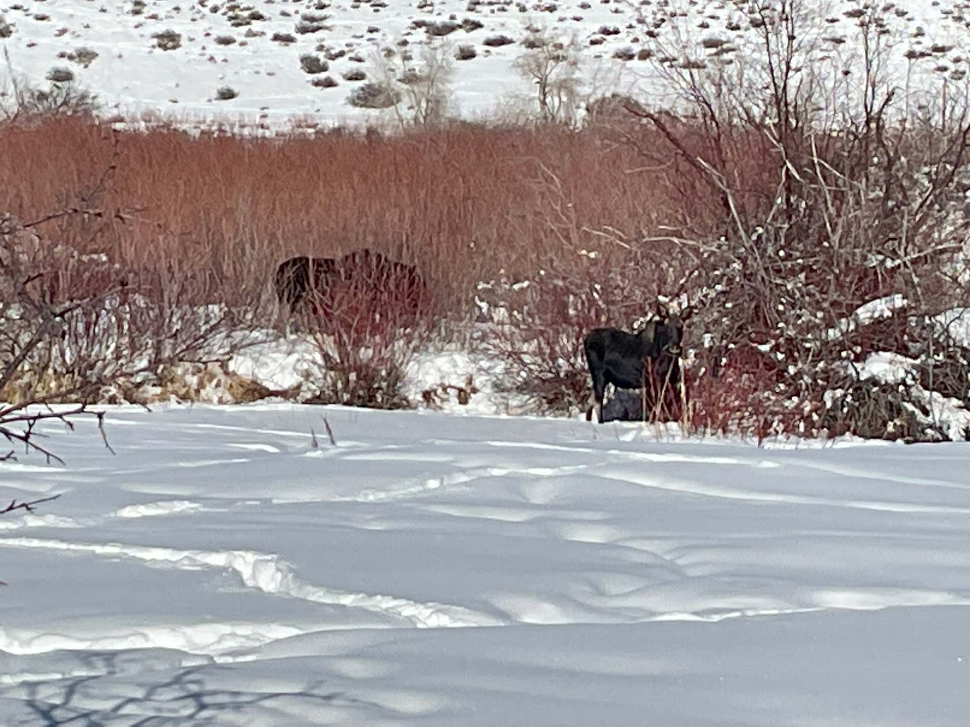 moose wyoming popo agie meadows