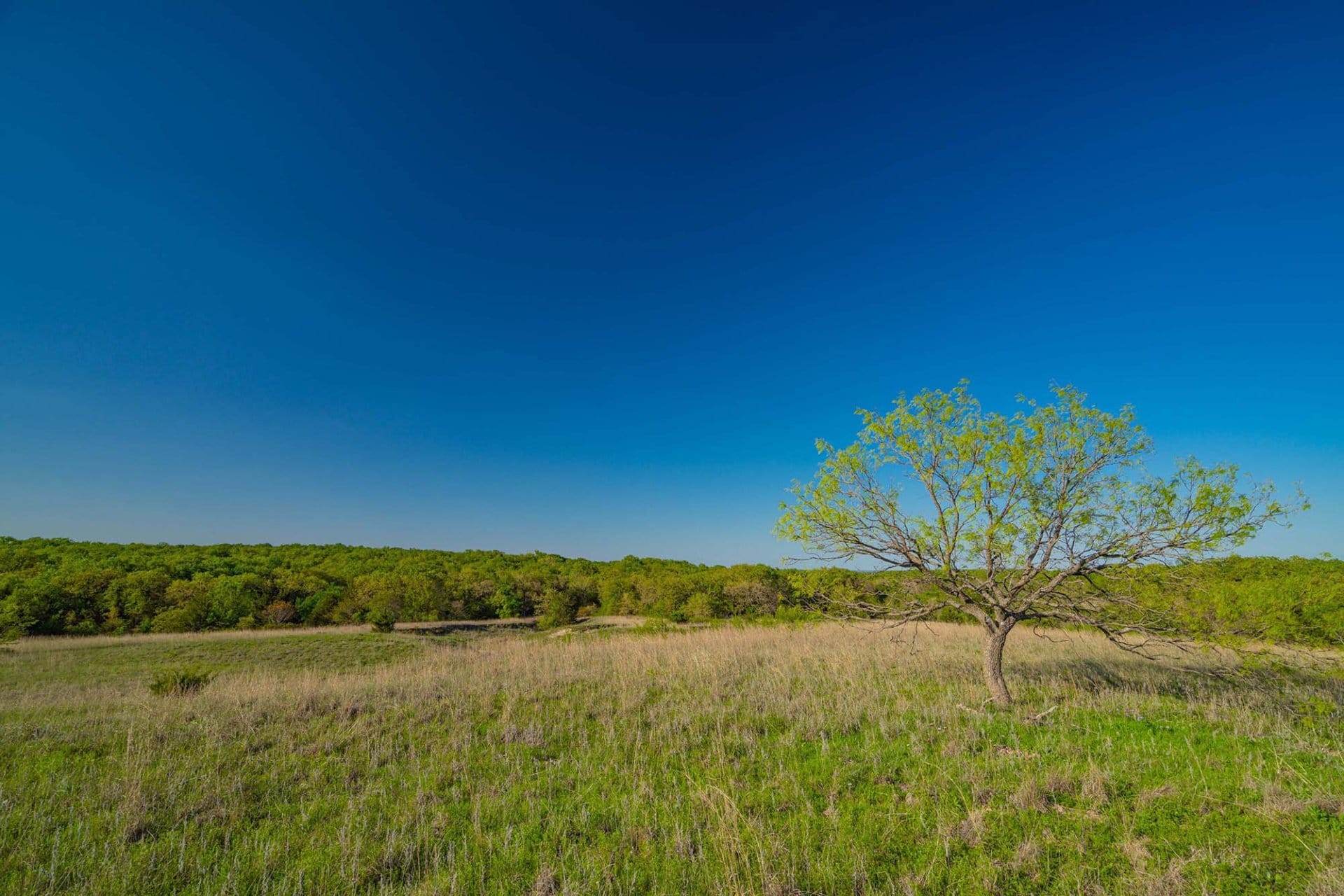 single tree texas bridgeport ranch