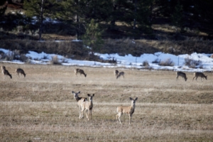 whitetail deer montana eder meadows ranch