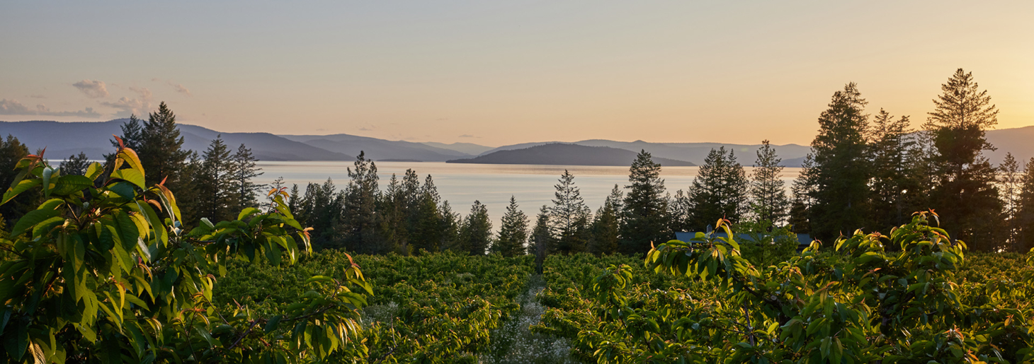 Sunset Vista Cherry Orchard Polson Montana Fay Ranches