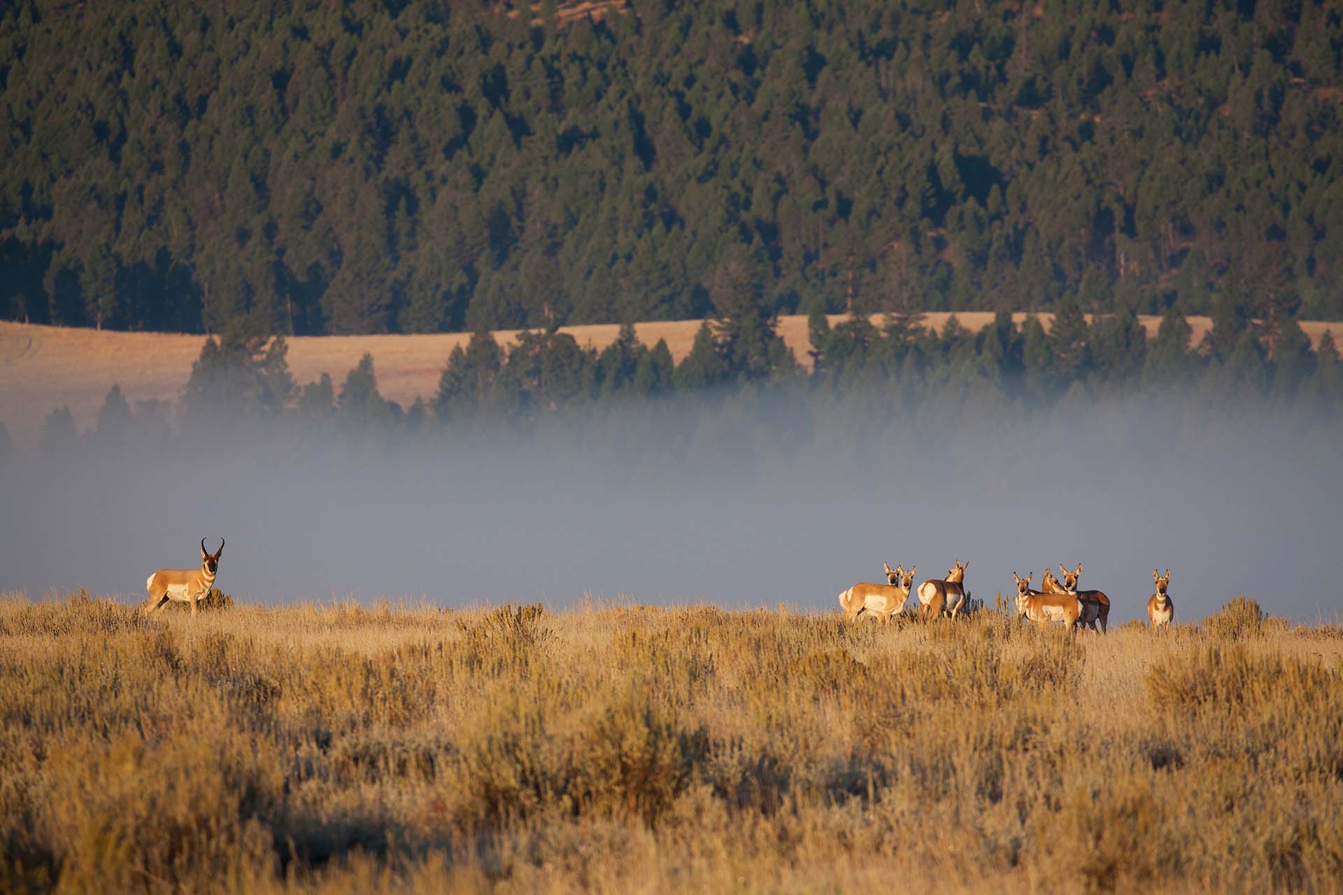 antelope montana little valley ranch