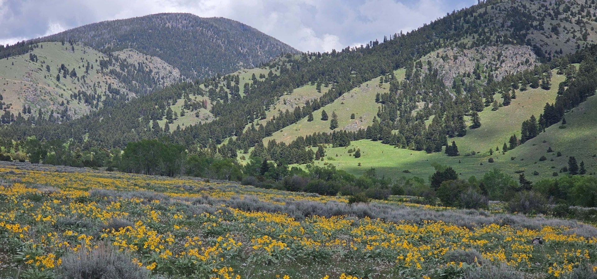 bear creek flowers montana gallatin valley overlook