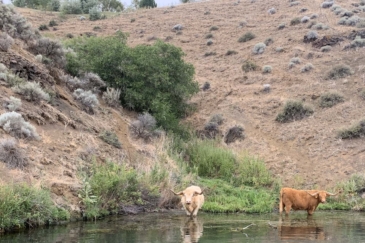 cattle property for sale idaho river run ranch_1