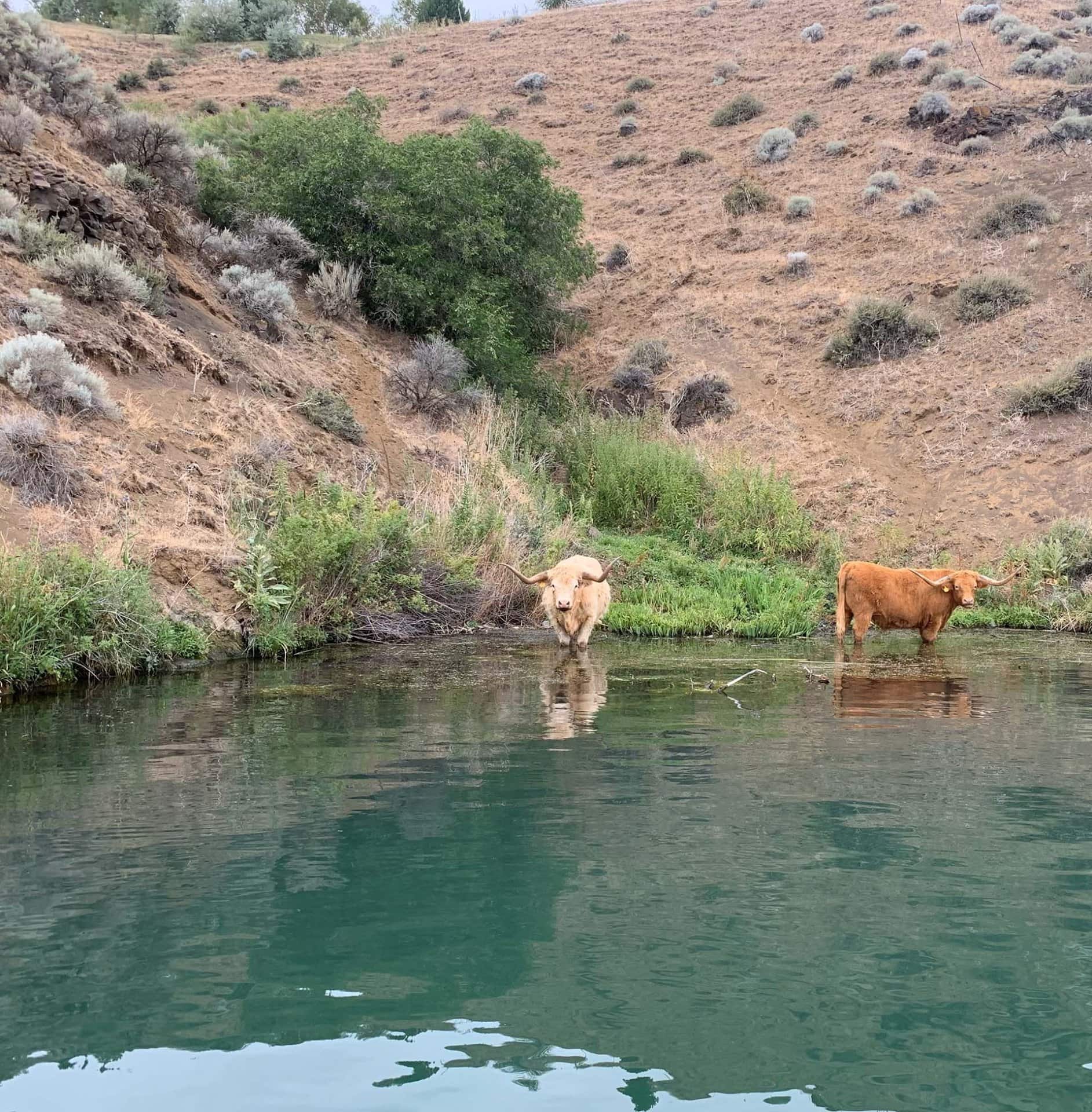 cattle xing idaho river run ranch