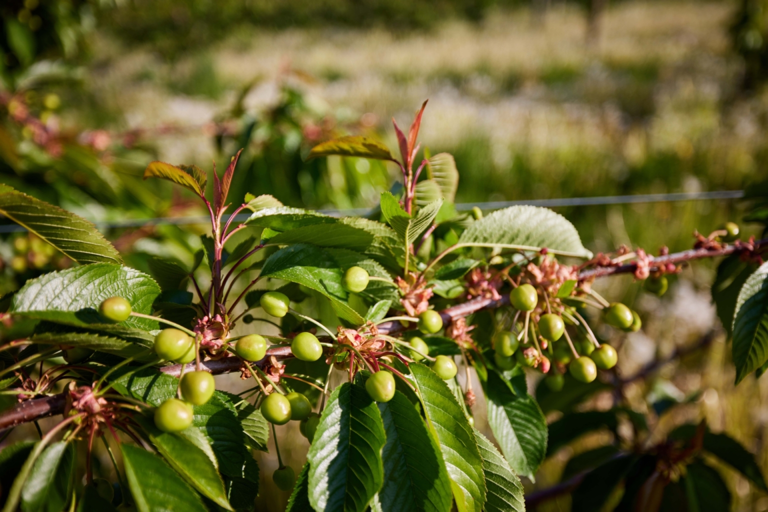Sunset Vista Cherry Orchard Polson Montana Fay Ranches