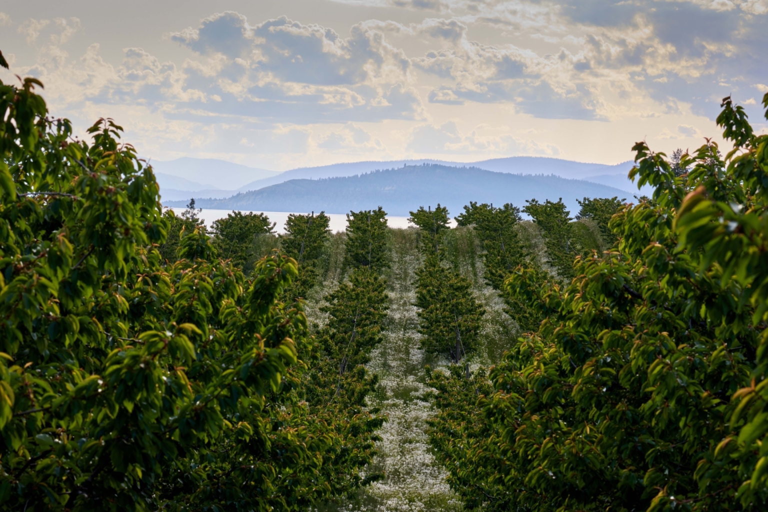 Sunset Vista Cherry Orchard Polson Montana Fay Ranches