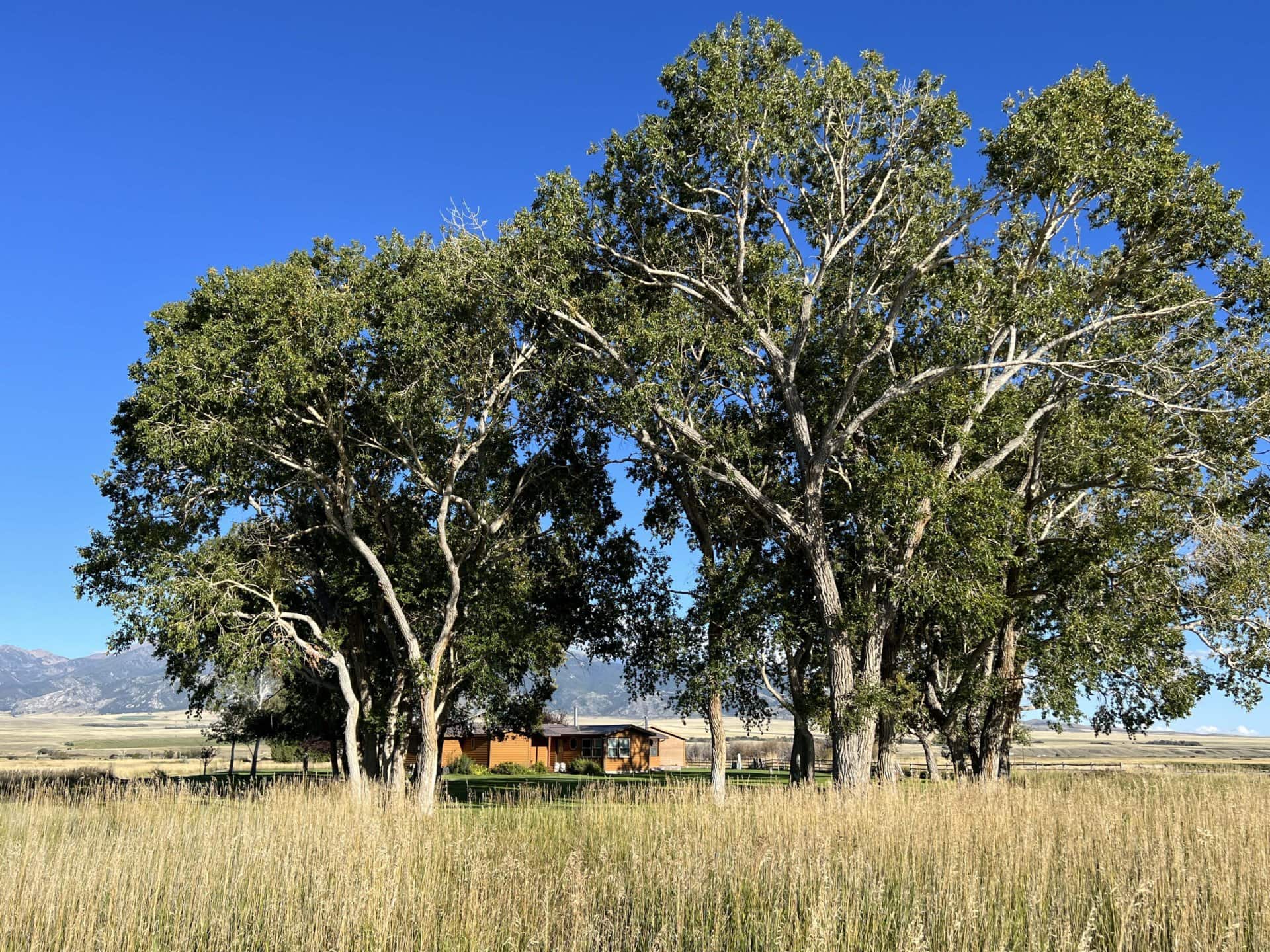 cottonwood cottage trees montana clovercrest ranch on the jefferson