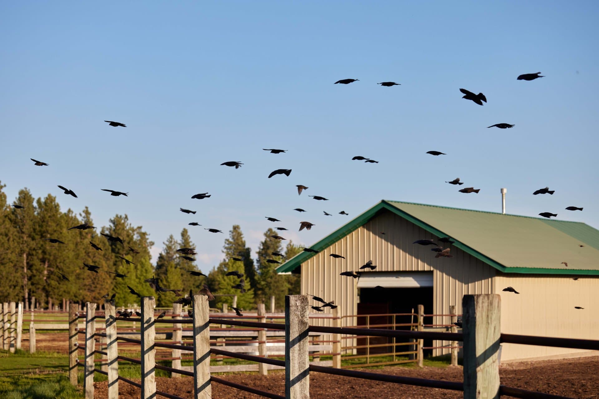 crows barn montana horseshoe hills