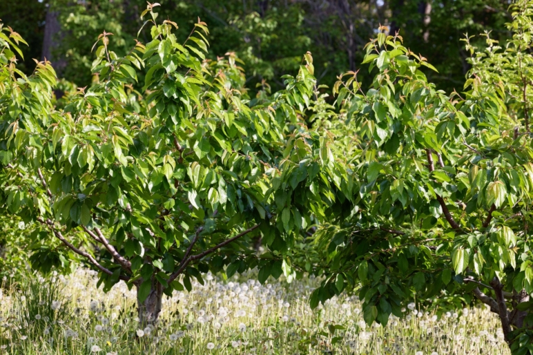 Sunset Vista Cherry Orchard Polson Montana Fay Ranches