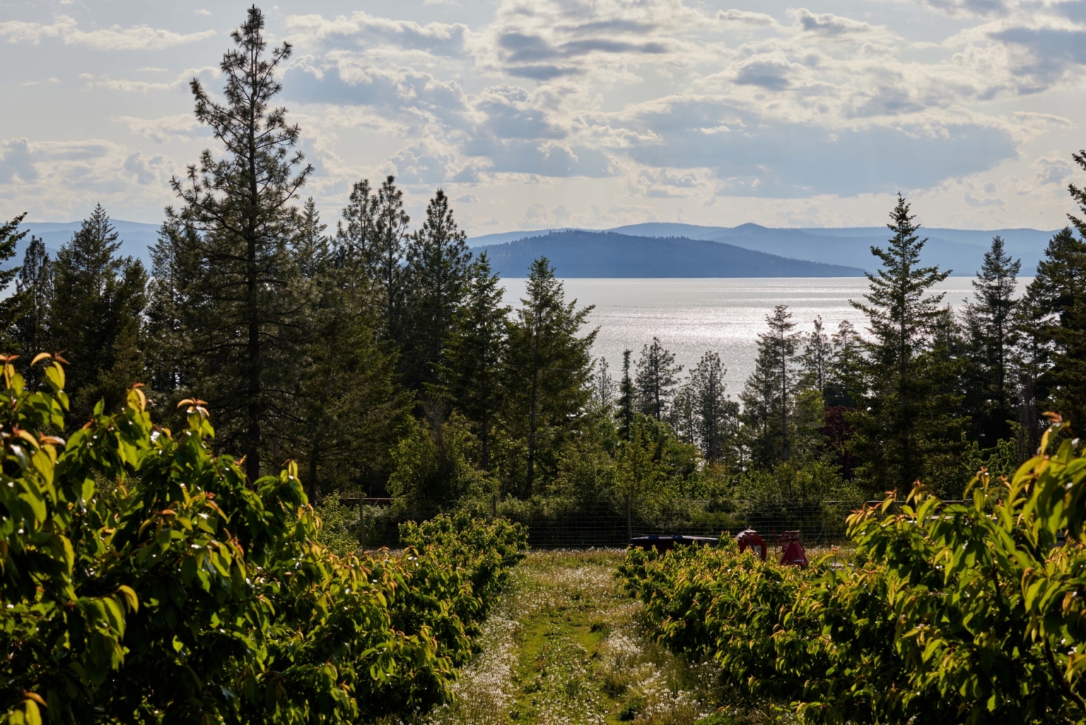 Sunset Vista Cherry Orchard Polson Montana Fay Ranches