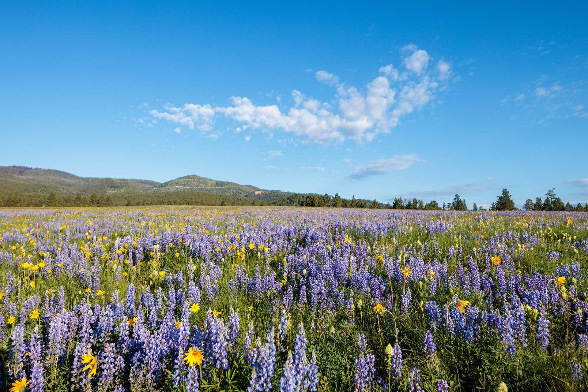 field of flowers montana little valley ranch