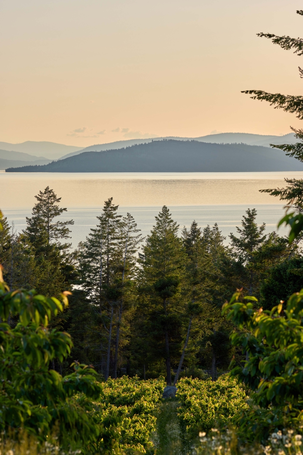 Sunset Vista Cherry Orchard Polson Montana Fay Ranches