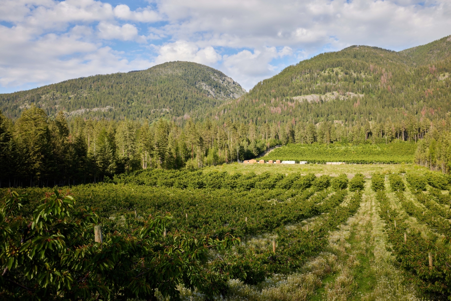 Sunset Vista Cherry Orchard Polson Montana Fay Ranches