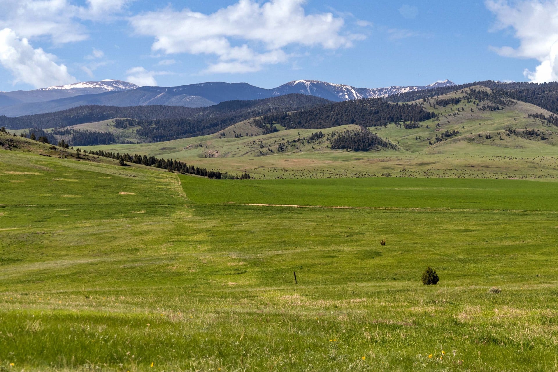 grass montana gallatin views at montana ranch