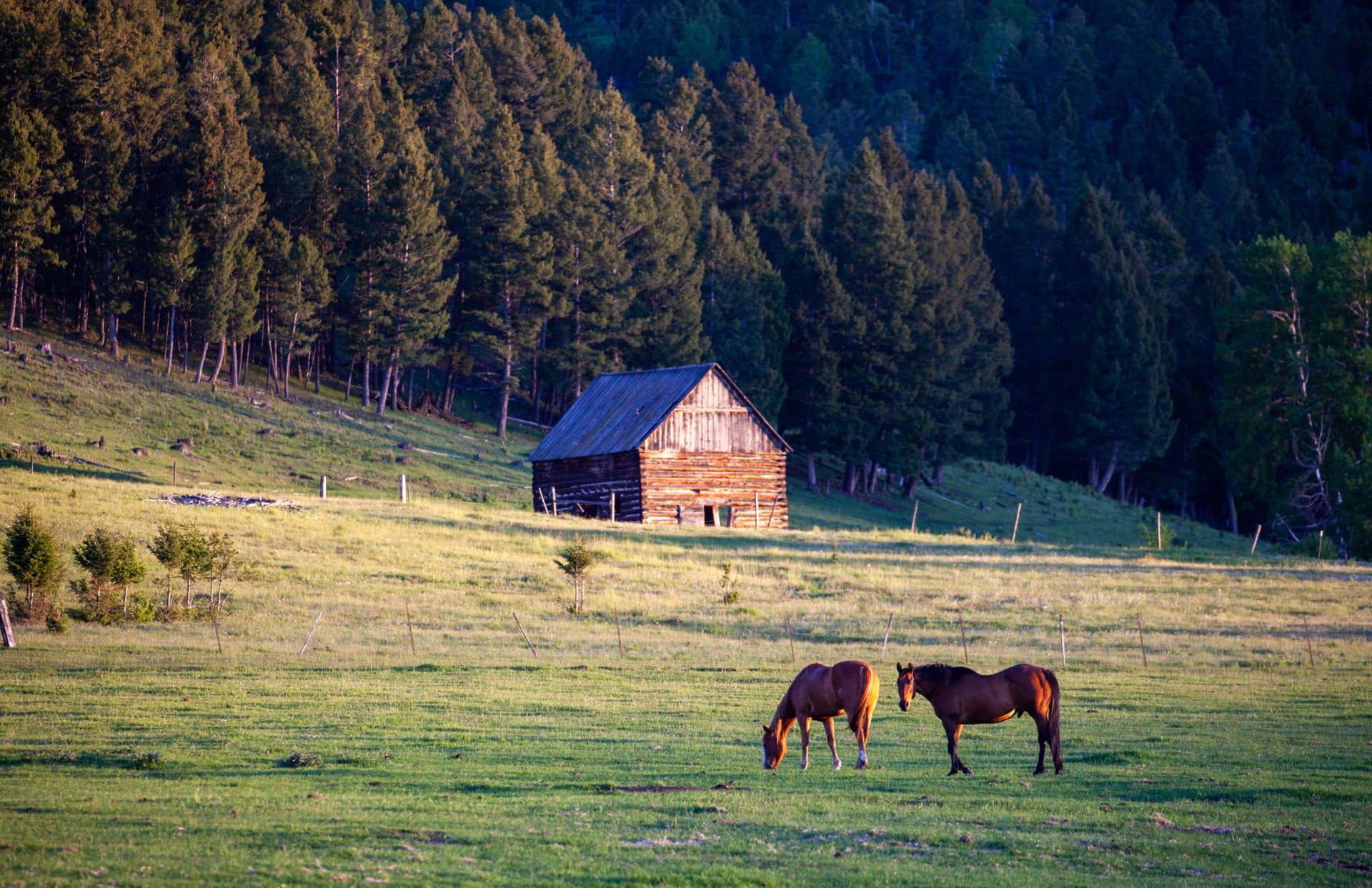 horses montana little valley ranch